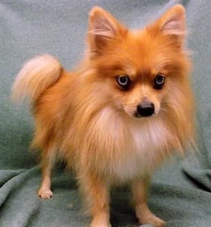 very-cute-pomeranian